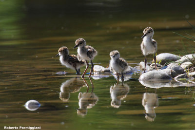 Himantopus himantopus (black winged stilt-cavaliere d'Italia)
