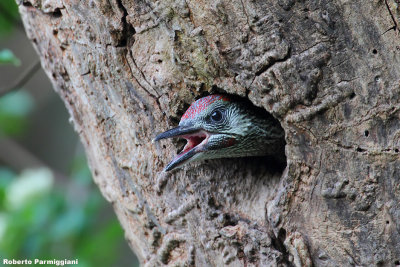 Picus viridis (picchio verde-green woodpacker)