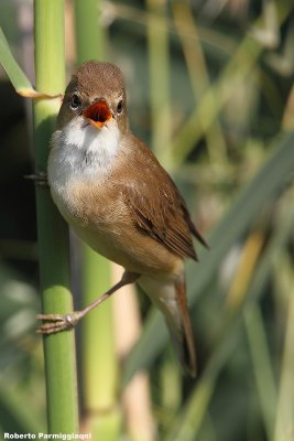 Acrocephalus scirpaceus (european reed warbler - cannaiola)