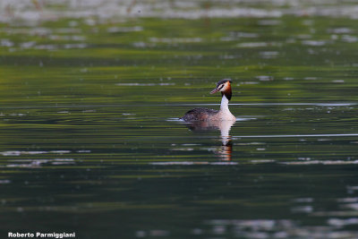 Podiceps cristatus (great crested grebe - svasso maggiore)