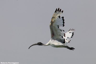 Threskiornis aethiopicus (sacred ibis - ibis sacro)