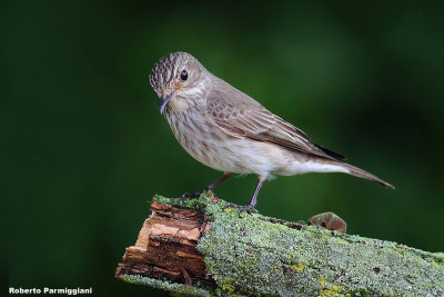 Muscicapa striata (spotted flycatcher - pigliamosche)