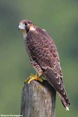 Falco peregrinus (peregrine falcon - falco pellegrino)