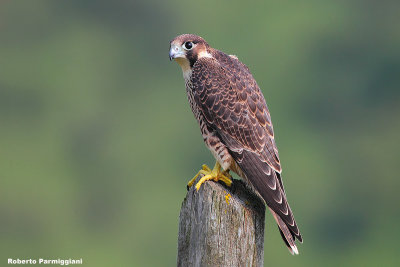 Falco peregrinus (peregrine falcon - falco pellegrino)