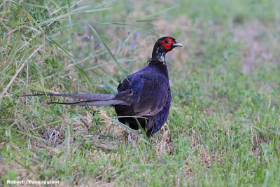 Phasianus colchicus(pheasant-fagiano comune) var. melanica