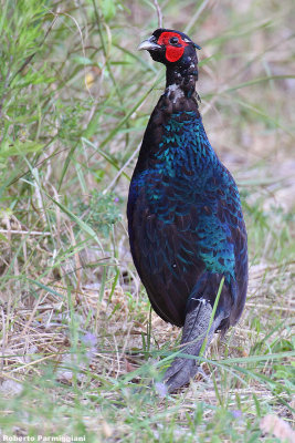 Phasianus colchicus(pheasant-fagiano comune) var. melanica