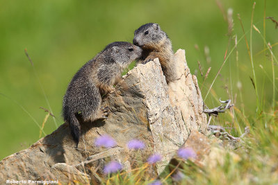 Marmota marmota (alpine marmot -  marmotta)