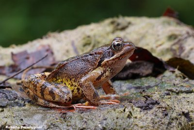 Rana temporaria (rana montana)