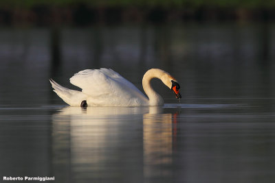Cygnus olor (mute swan-cigno reale)