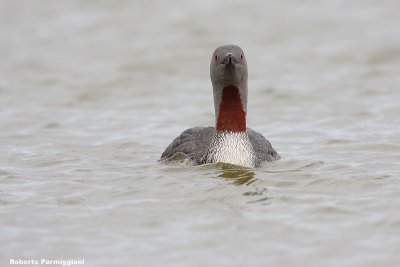 Gavia  stellata ( red-throated loon - strolaga minore)