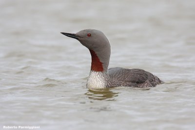 Gavia stellata ( red-throated loon - strolaga minore)