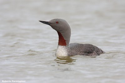 Gavia  stellata ( red-throated loon - strolaga minore)