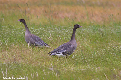 Anser brachyrhynchus (pink footed goose - oca zamperosse)