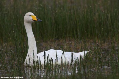 Cygnus cygnus (whooper swan - cigno selvatico)