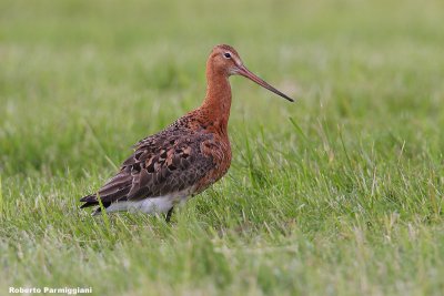 Limosa limosa (black tailed godwit - pittima reale)