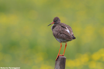 Tringa totanus (redshank - pettegola)