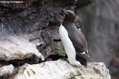 Uria lomvia (Brunnich's guillemot - uria di Brunnich)