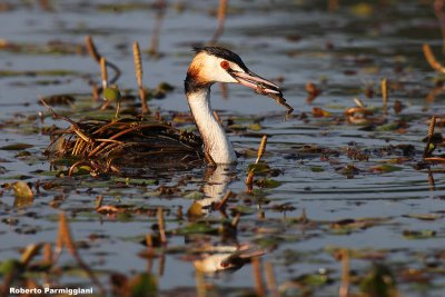 Podiceps cristatus (great crested grebe - svasso maggiore)