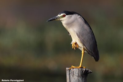 Nycticorax nycticorax (night heron-nitticora)