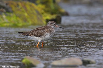 Tringa totanus (redshank - pettegola)