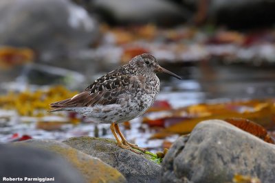 Calidris maritima (purple sandpiper - piovanello violetto)