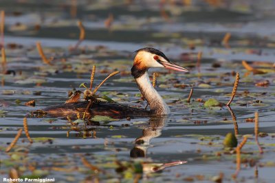 Podiceps cristatus (great crested grebe - svasso maggiore)