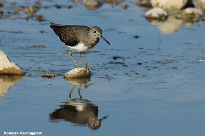 Tringa ochropus (green sandpiper-piro piro culbianco)