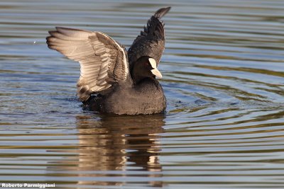 Fulica atra (coot-folaga)