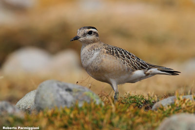 Eudromias morinellus (dotterel - piviere tortolino)