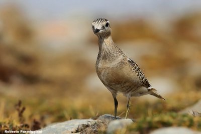 Eudromias morinellus (dotterel - piviere tortolino)
