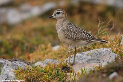 Eudromias morinellus (dotterel - piviere tortolino)