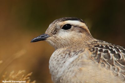 Eudromias morinellus (dotterel - piviere tortolino)