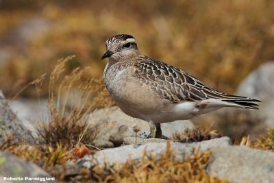 Eudromias morinellus (dotterel - piviere tortolino)