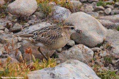 Eudromias morinellus (dotterel - piviere tortolino)