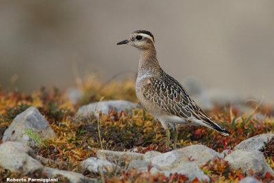 Eudromias morinellus (dotterel - piviere tortolino)