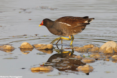 Gallinula chloropus (moorhen-gallinella  d'acqua)