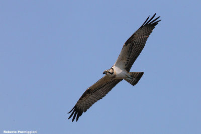 Pandion haliaeteus (osprey  - falco pescatore)
