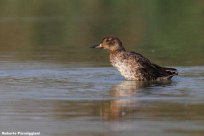 Anas crecca (teal - alzavola)