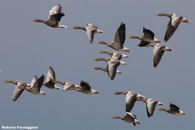 Anser anser (grey leg goose - oca selvatica)