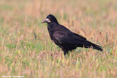 Corvus frugilegus (rook-corvo)