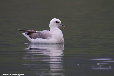 Fulmarus glacialis (fulmar - fulmaro)