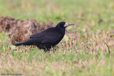 Corvus frugilegus (rook-corvo)