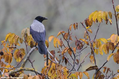 Corvus corone (crow-cornacchia)
