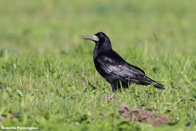 Corvus frugilegus (rook-corvo)