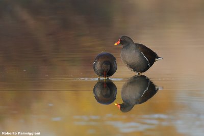 Gallinula chloropus (moorhen-gallinella d'acqua)