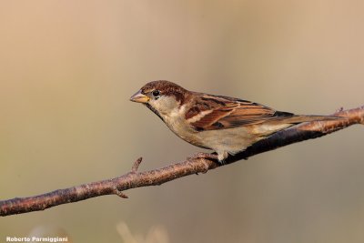 Passer italiae (italian sparrow--passero d'Italia)