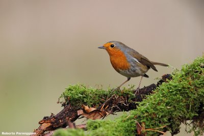 Erithacus rubecula (robin-pettirosso)