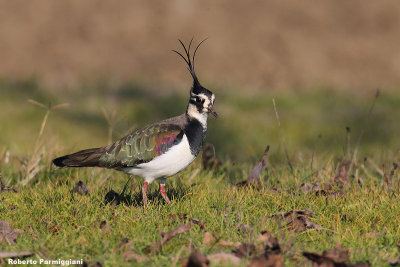 Vanellus vanellus (lapwing-pavoncella)