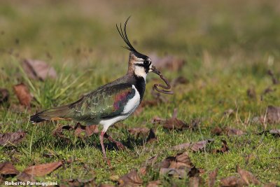 Vanellus vanellus (lapwing-pavoncella)