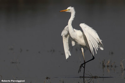 Egretta alba (great white heron-airone bianco maggiore)